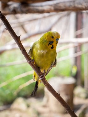 Muhabbet kuşunun dikey yakın çekimi, dalın üzerine tünemiş Melopsittacus undulatus. Sığ odak.