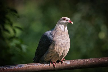 Bir dalda seçici bir güvercin