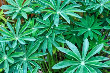 Bahçede büyüyen taze yeşil lupinler.