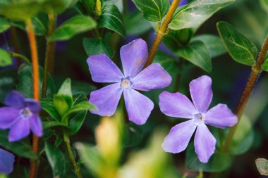 Güzel mavi küçük çiçekler Daha büyük menekşeler
