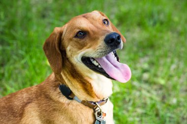 Parkta ağzı açık, sevimli, kahverengi bir av köpeğinin yakın çekimi.