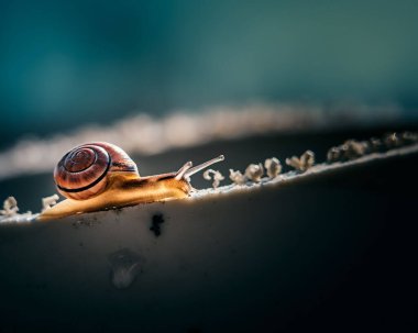 Hayvan özeti daldaki salyangoz.