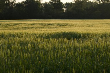 21 Mayıs 2022 'de Rhone Alpes, Fransa' da gün doğumunda küçük organik buğday tarlaları