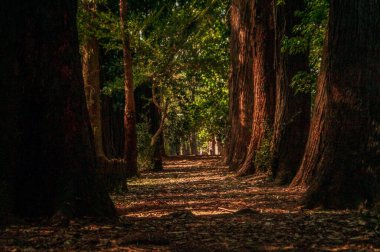 Ormanda ağaçlarla çevrili bir patika.