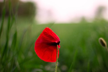 Bulanık arka planda yeşil çimlerle dolu bir tarlada büyüyen haşhaş çiçeğinin yakın plan çekimi.