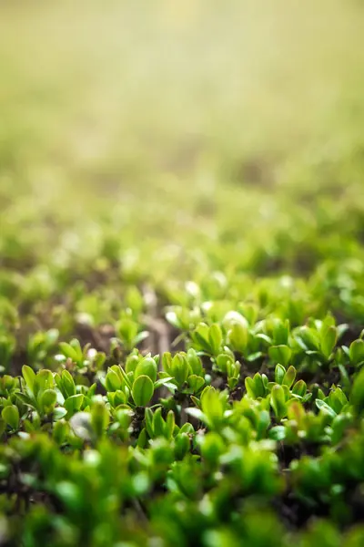 庭の植物Mnium石灰質の苔 — ストック写真