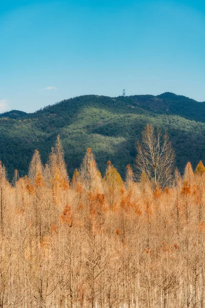 Una Vista Paisaje Montaña Árboles Desnudos Día Soleado —  Fotos de Stock