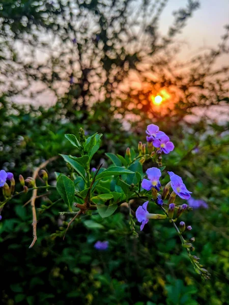 Vertical Shot Duranta Flowers Growing Sunset — Stock Photo, Image
