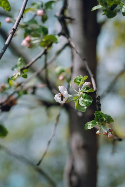 白色苹果树花与蜜蜂的垂直特写 选定重点 — 图库照片