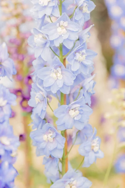Een Verticaal Shot Van Lichtblauwe Larkspur Bloemen Een Wazige Achtergrond — Stockfoto