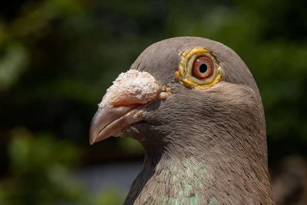 Zbliżenie Ujęcia Brązowego Gołębia Skalnego — Zdjęcie stockowe