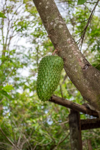 Tropical Fruit Called Soursop Green Soursop Fruit Hanging Tree — Stock Photo, Image