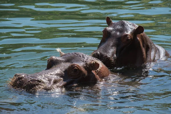 Een Prachtig Portret Van Twee Nijlpaarden Die Zwemmen Het Meer — Stockfoto