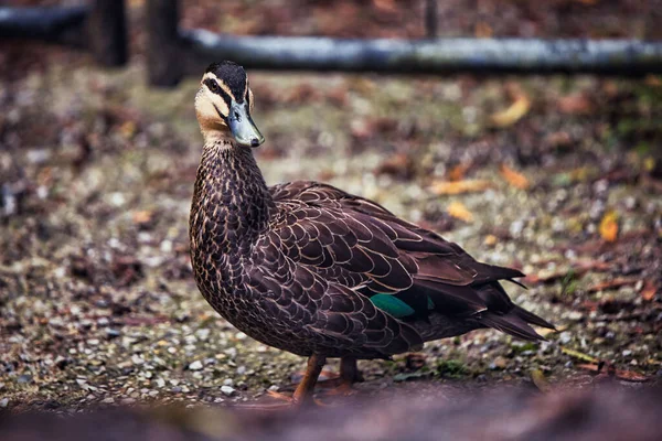 Islak Zeminde Duran Bir Ördeğin Yakın Plan Çekimi — Stok fotoğraf