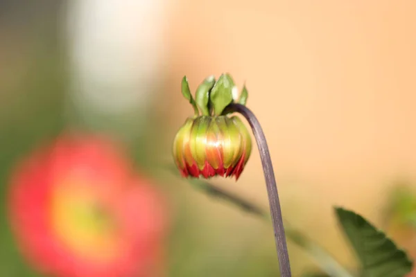 Крупный План Бутона Цветка Далии — стоковое фото