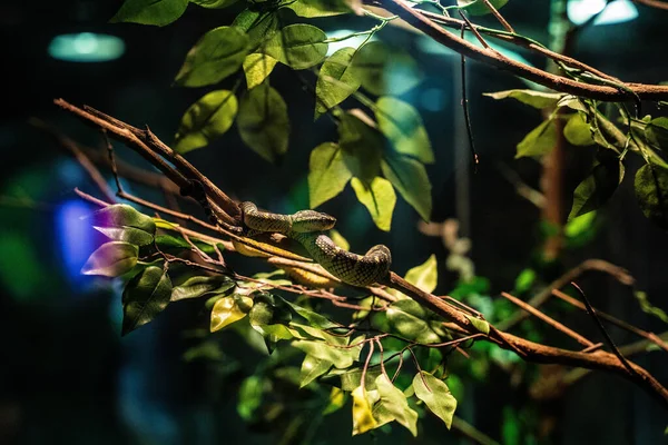 Primer Plano Una Pequeña Serpiente Arrastrándose Rama Del Árbol Por — Foto de Stock