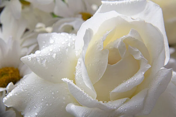 Closeup Shot Beautiful White Rose Wet Petals — Stock Photo, Image