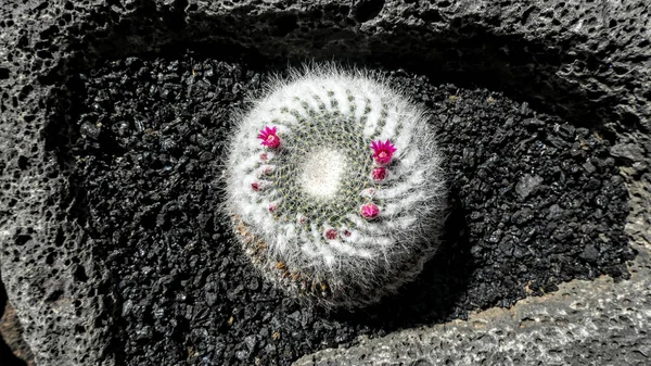 Lanzarote İspanya 'nın lav toprağında çiçek açan bir kaktüs.