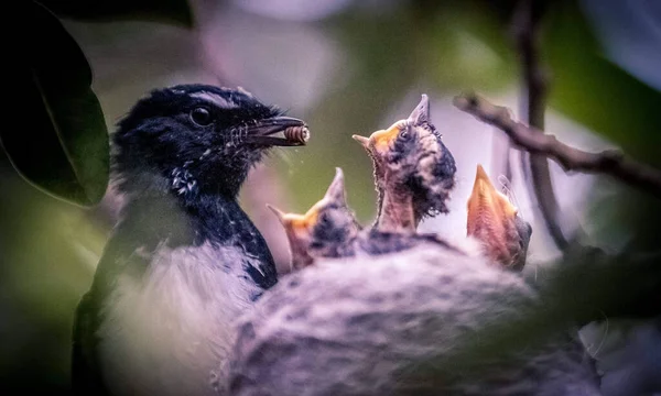 Çocuklarını Ağzı Açık Bir Kuzgunun Makro Görüntüsü — Stok fotoğraf