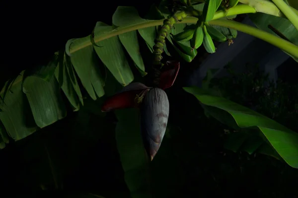 Closeup Banana Tree Fruits Dark Garden — Stock Photo, Image
