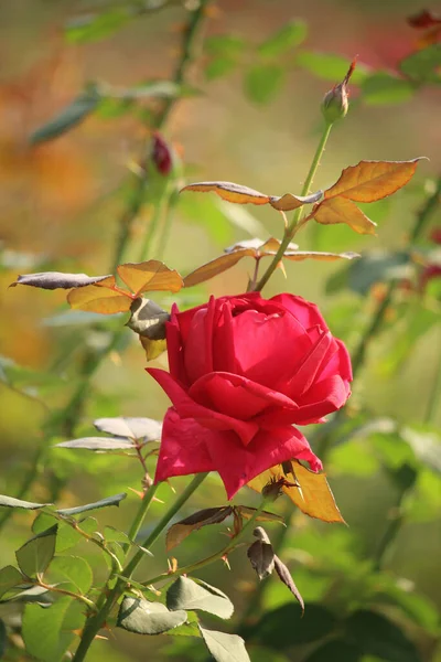 Portrait Fleur Rose Rouge Dacca Bangladesh — Photo