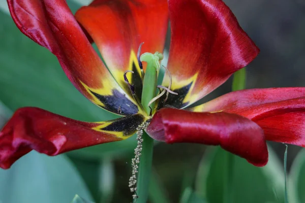 Closeup Shot Fully Opened Red Tulip — Stock Photo, Image