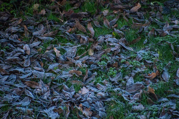 Plan Pittoresque Automne Tombé Feuilles Orange Sur Une Herbe Avec — Photo