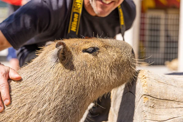 Capybara Hydrochoerus Hydrochaeris Zoológico Arizona —  Fotos de Stock