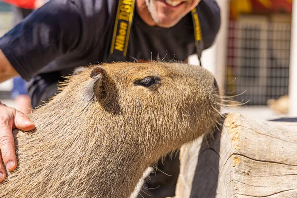 Ein Wasserschwein Hydrochoerus Hydrochaeris Zoo Von Arizona Usa — Stockfoto