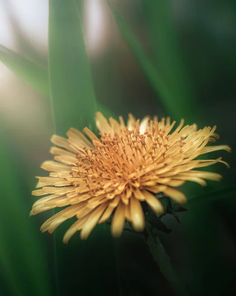 Primer Plano Flor Diente León Común Amarillo —  Fotos de Stock