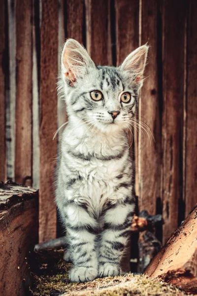 Closeup Shot Cute Gray Cat Looking Camera Stumps — Stock Photo, Image