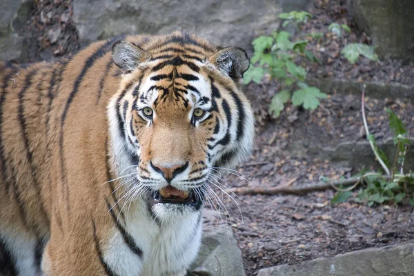 Zbliżenie Syberyjskiego Tygrysa Pairi Daiza Belgia — Zdjęcie stockowe