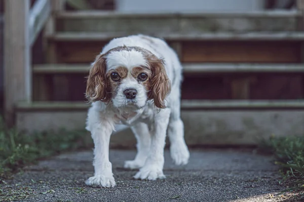 公園を歩くかわいいキャバリエ王チャールズ スパニエルの犬 — ストック写真