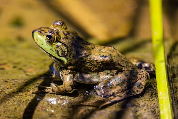 Closeup Frog Swamp Sunlight — Stock Photo, Image