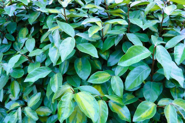 庭の美しい緑の葉のクローズアップショット — ストック写真