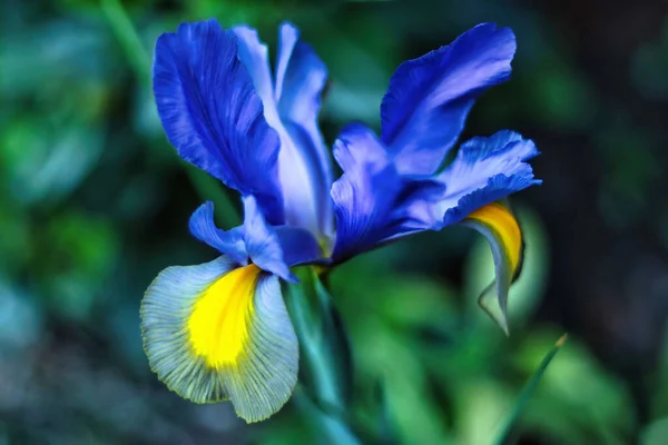 Ένα Κοντινό Πλάνο Του Ανθισμένου Μπλε Iris Απομονωμένο Θολή Φόντο — Φωτογραφία Αρχείου