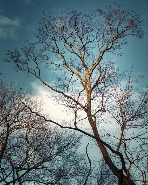 青い空に背の高い木の垂直方向のショット — ストック写真