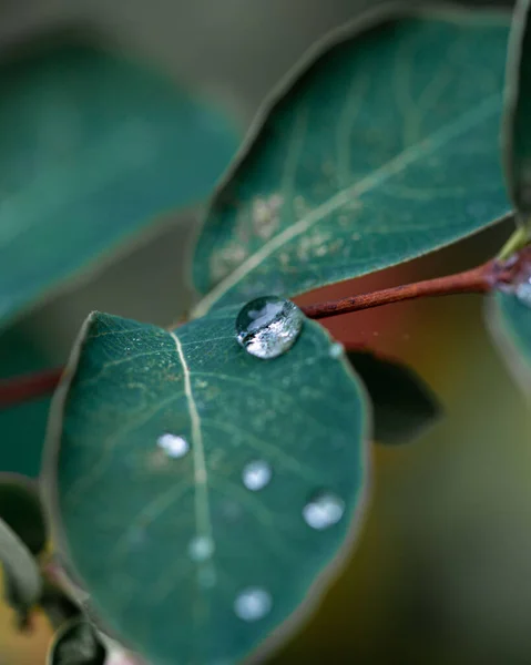 Tiro Close Gotas Água Folha Verde — Fotografia de Stock