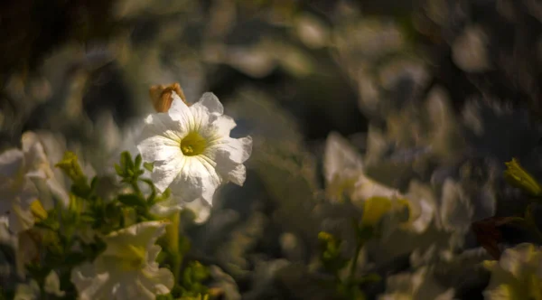Selektiv Fokus Skott Vit Petunia Blomma Trädgård — Stockfoto