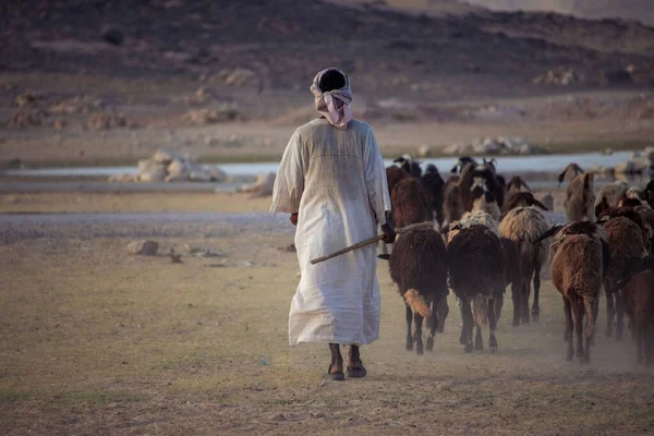 来自亚洲埃及的牧人和他的羊群在苏丹沙漠中 — 图库照片