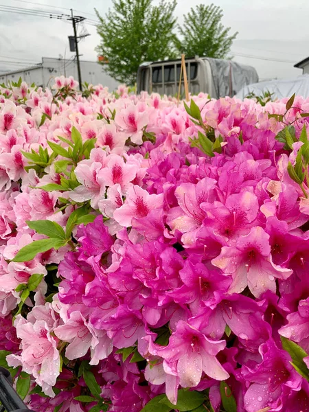 Selective Pink Azalea Flowers Garden — Stock Photo, Image