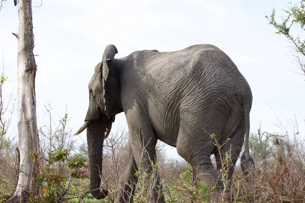 Elefant Sit Naturlige Habitat - Stock-foto