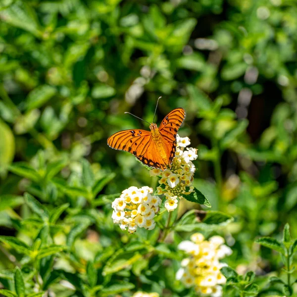 Красивая Бабочка Монарх Белых Цветах Лантаны Саду — стоковое фото