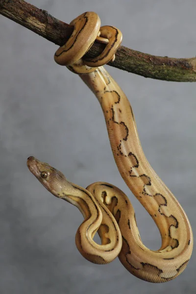 Крупный План Змеи Закатывающей Хвост Небольшой Ветке Изолированном Сером Дымчатом — стоковое фото