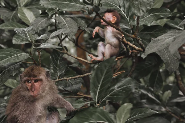 Una Hermosa Vista Los Dos Macacos Climibing Árbol —  Fotos de Stock