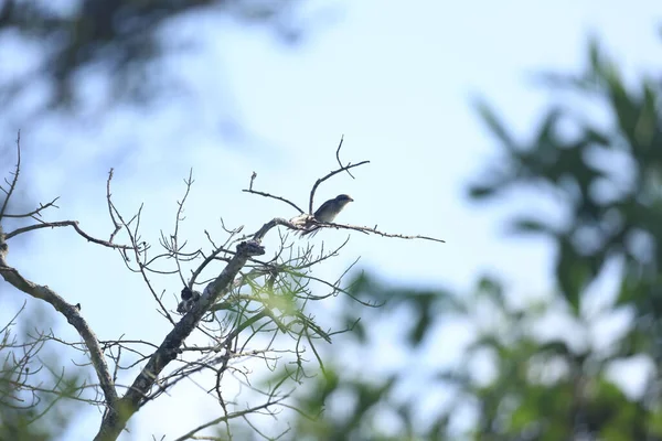 Bir Ağaç Dalında Oturan Küçük Bir Kuşun Sığ Odağı — Stok fotoğraf