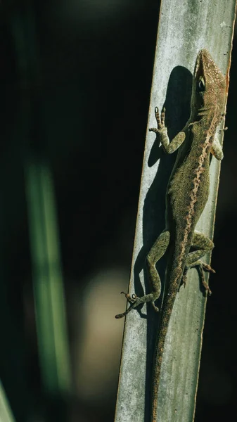 Gros Plan Vertical Lézard Grimpant Sur Une Plante — Photo