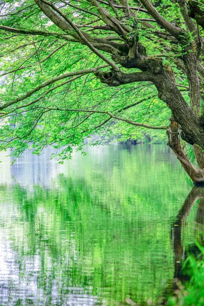 Krásný Vertikální Pohled Zelený Strom Odrážející Vodě Čína — Stock fotografie