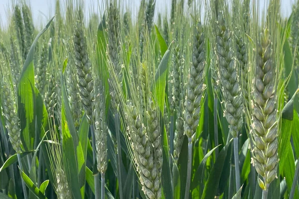 Een Close Van Groeiende Tarwe Oren Met Pieken Boerderij Veld — Stockfoto