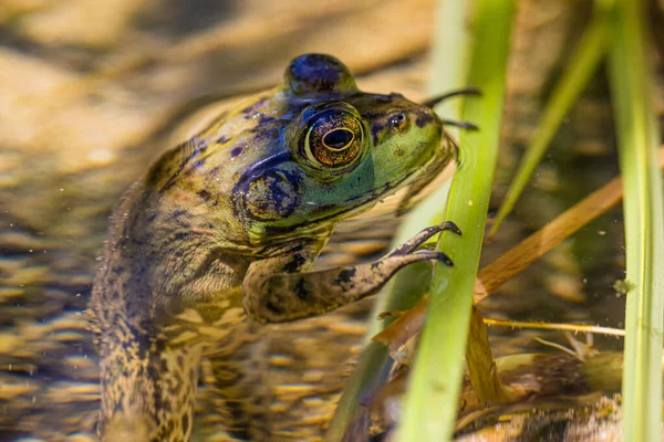 Closeup Frog Swamp Sunlight — Stock Photo, Image